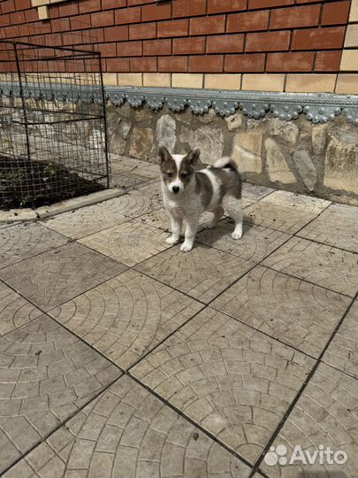 Щенки западно сибирской лайки