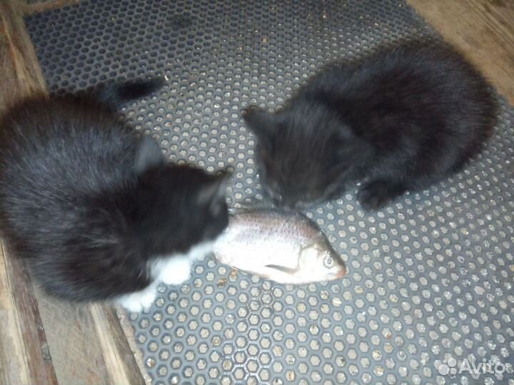 Котенок в добрые руки бесплатно