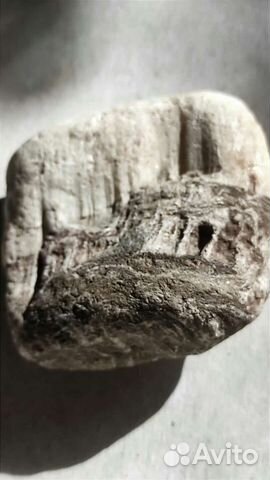 Окаменелость дерева в камне