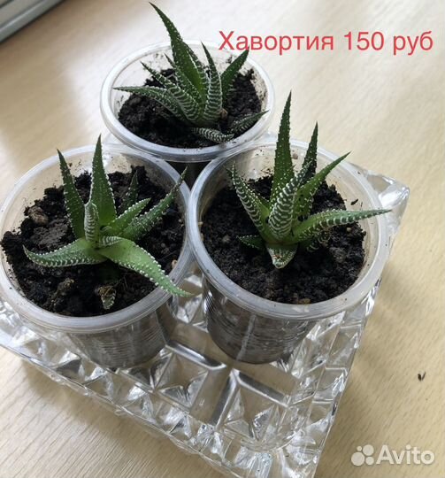 Комнатные растения цветы