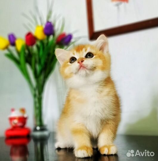 Британские котята