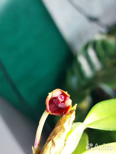 Орхидея maxillaria variabilis RED Азия