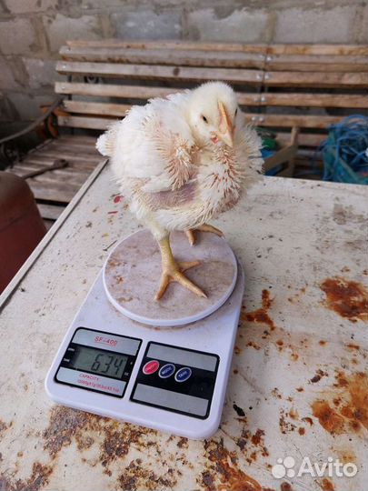 Цыплята бройлеры кобб 500