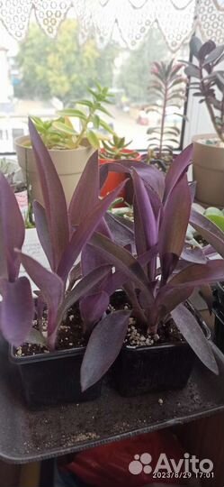 Цветы для дома