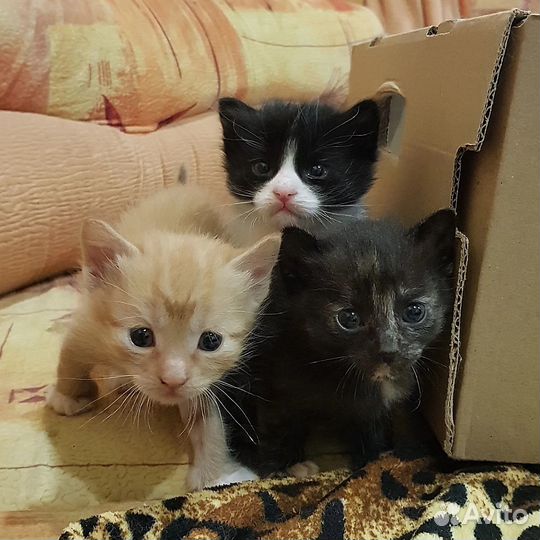 Отдам котят в добрые руки