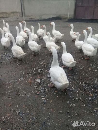 Гуси.Порода линда