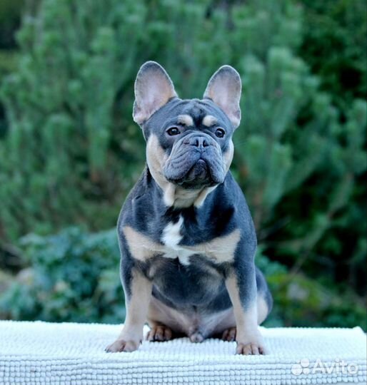 Французики на вязку