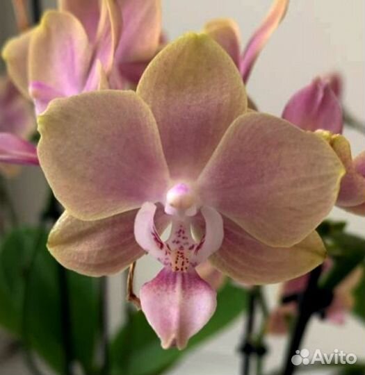 Фаленопсисы мультифлора