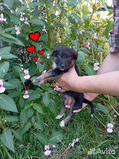 Щенок от небольшой собаки