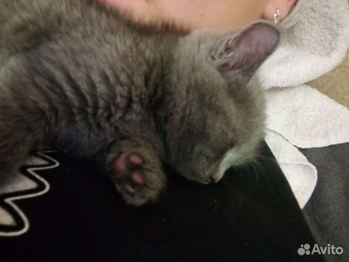 Кошка в дар бесплатно