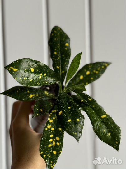 Кротон эксетер