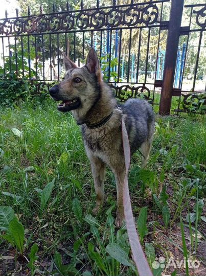 Лана