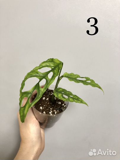 Монстера обликва Перу