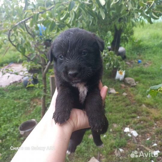 Собака в добрые руки отдам бесплатно