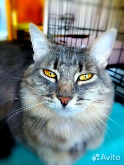 Красотка Фая ищет дом