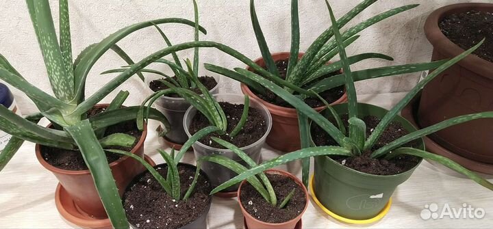 Алоэ лечебный