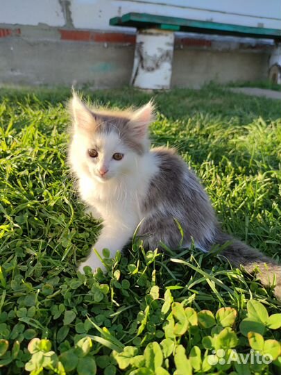 Котята в добрые руки мальчик