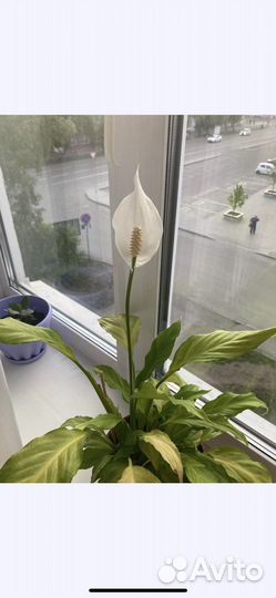 Спатифиллум