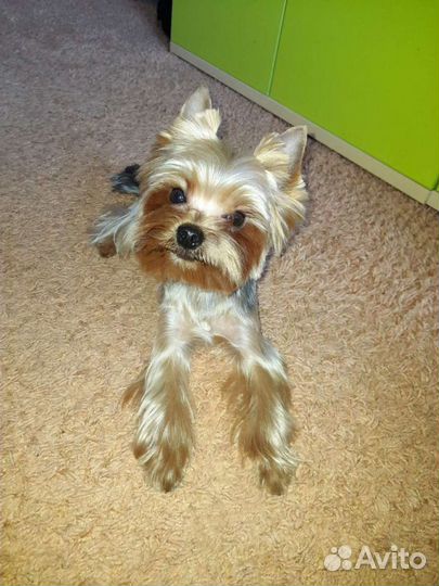 Молодой красавчик ищет девочку для вязки