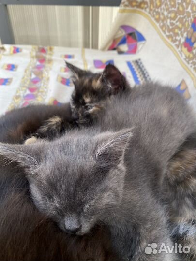 Отдам котят в добрые руки