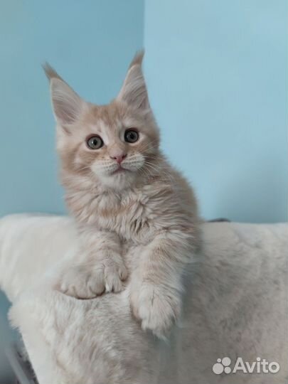Кремовый мейн-кун котёнок полидает