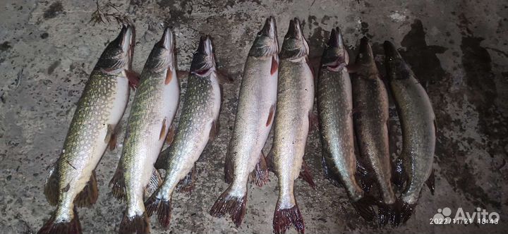 Рыбалка, охота и отдых