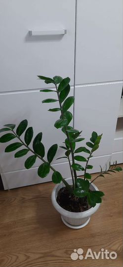 Замиокулькас