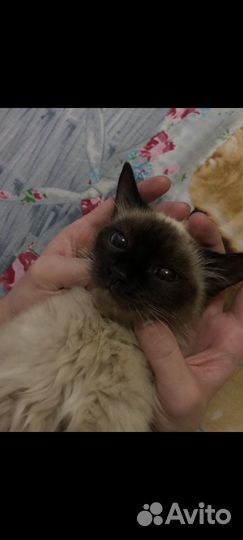 Сиамская кошка бесплатно