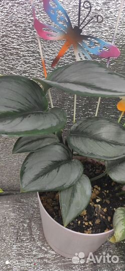 Эпипремнум мунлайт