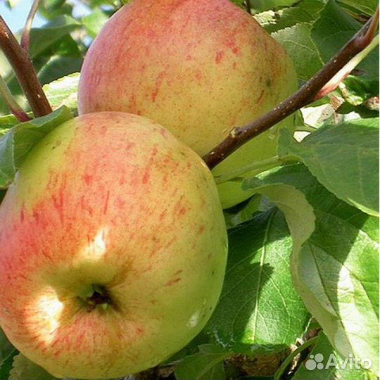 Саженцы яблони