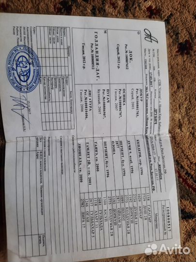 Ахалтекинский жеребец