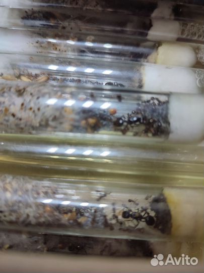 Муравьи Messor structor