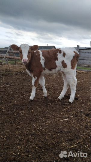 Телята бычки, поросята