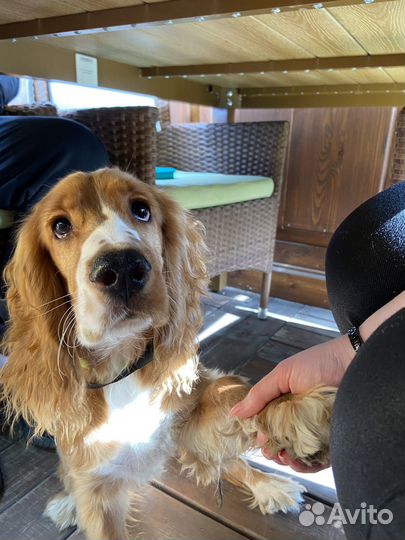 Русский спаниель