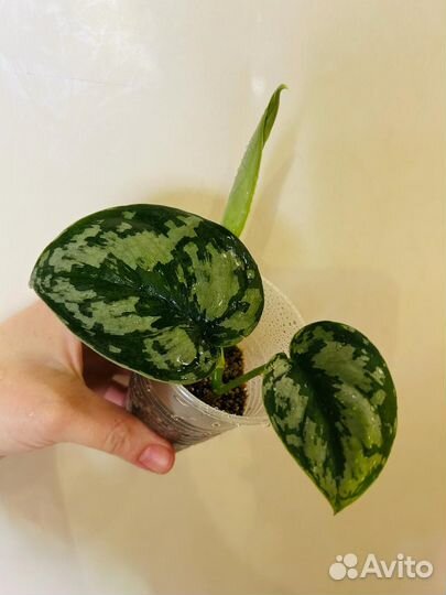 Комнатные растения цветы