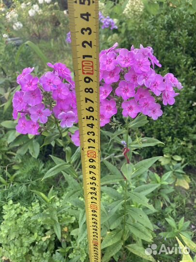 Флокс метельчатый