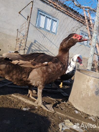 Домашние Индюки Утки