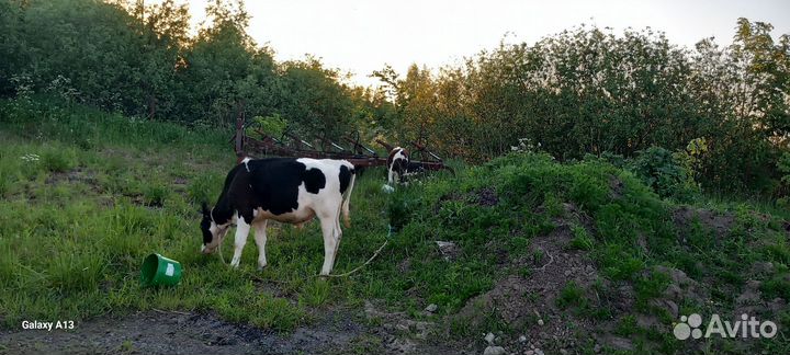 Телята бычки 9 месяц