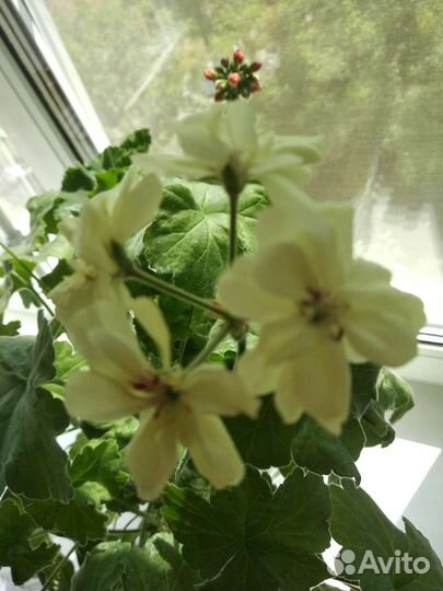 Пеларгония french vanilla