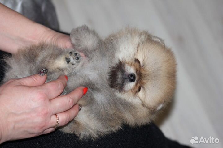 Померанский шпиц мини