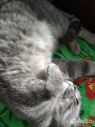 Передержка кошек