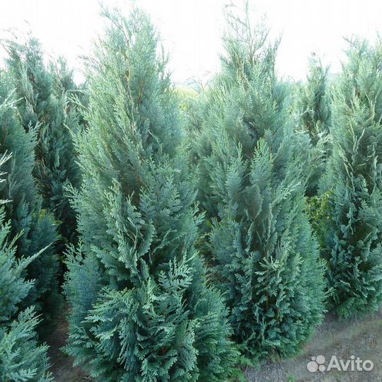 Кипарисовик Лавсона Колумнарис 40-50см