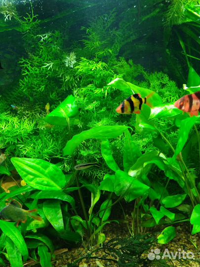 Украшения для аквариума