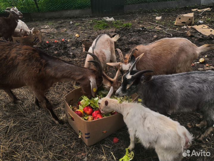 Продаются козы