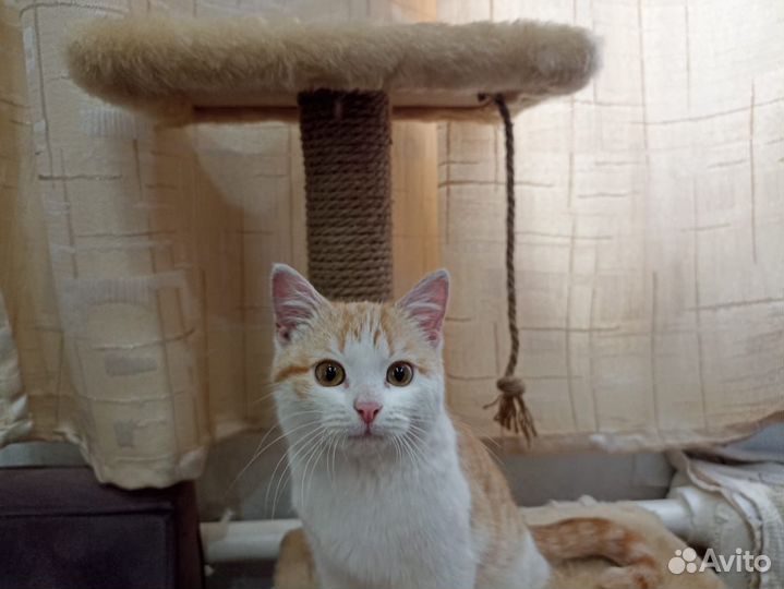 Маленькая милая кошечка ищет дом