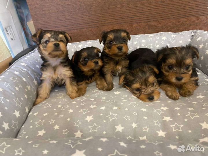 Йоркширский терьер щенки
