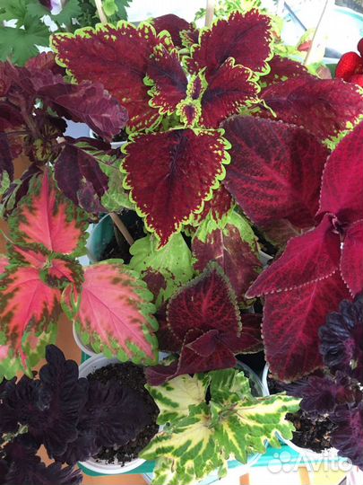 Колеусы 8 сортов