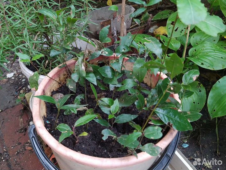 Саженцы лаврового листа