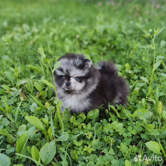 Шпиц Мерле окраса бэби фейс