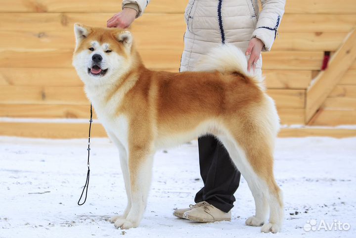 Жених для ваших девочек